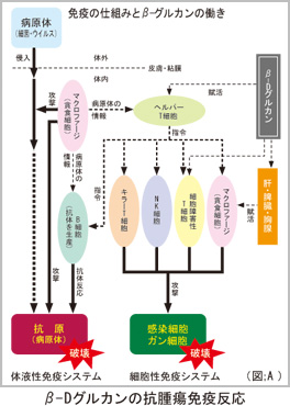 免疫の仕組みとβ-グルカンの働き