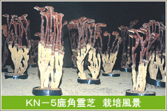 KN-5鹿角霊芝 栽培風景