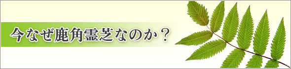 今なぜ鹿角霊芝なのか?