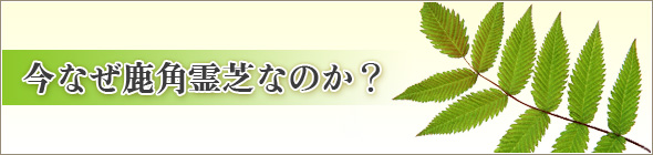 今なぜ鹿角霊芝なのか？